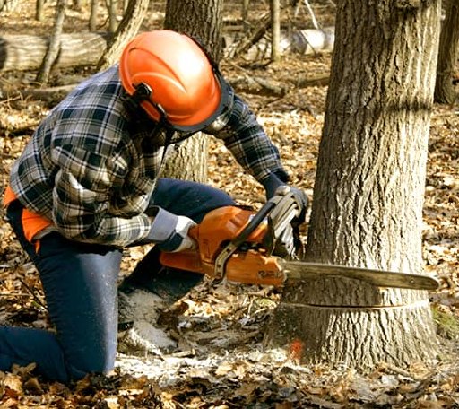 Tree Removal in West Ridge, AR